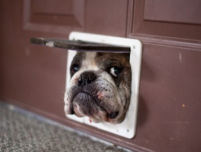 doggie-door