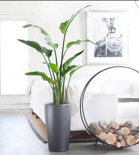 house plants fall 2015